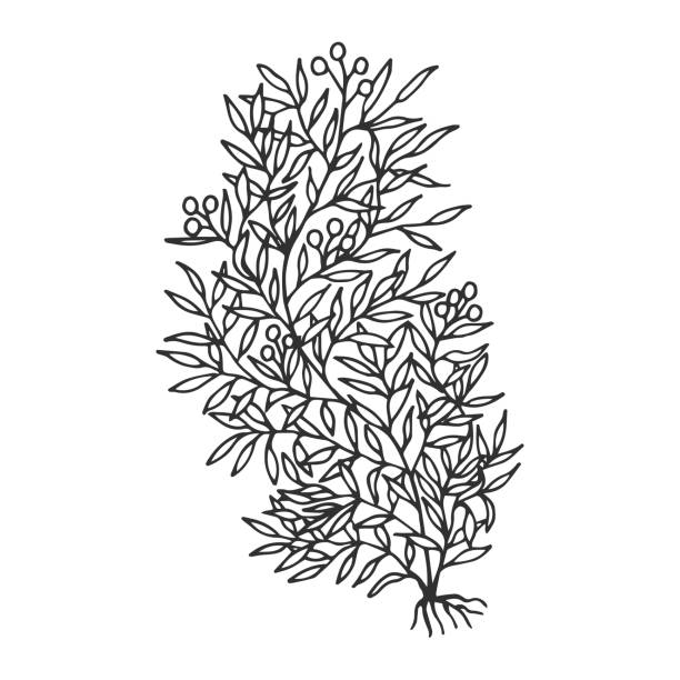 Seaweed sargassum. Vector stock illustration eps 10. hand drawing. Seaweed sargassum. Vector stock illustration eps 10. hand drawing. sargassum stock illustrations