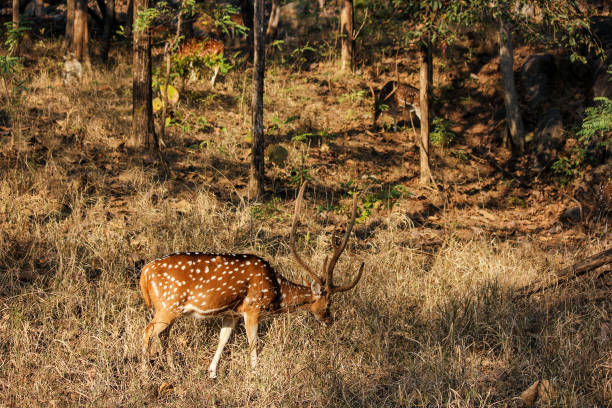 istock A Spotted Deer aka chital grazing on a savannah grassland 1329855403