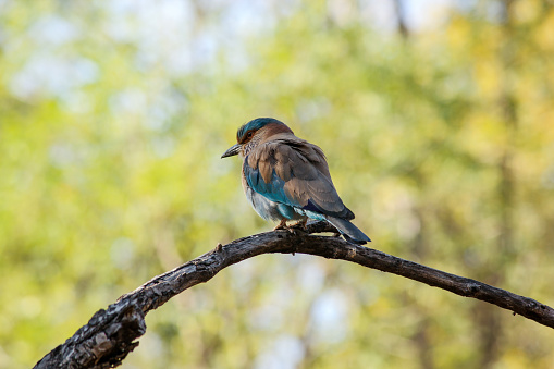 An Indian Roller bird aka Coracias benghalensis perched on a branch in the Pench National Park in Madhya Pradesh, India.