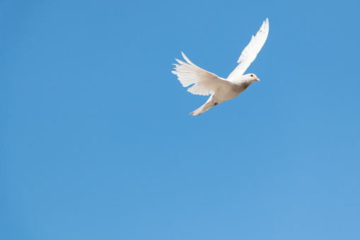 A white dove flying over a blue sky. Concepts animal religion