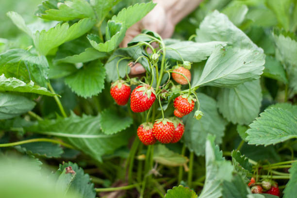 istock Red ripe strawberries are lying on the open palm of a woman's hand. 1329856433