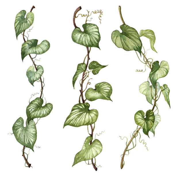 istock Set of watercolor hand painted liana leaves. 1329856652