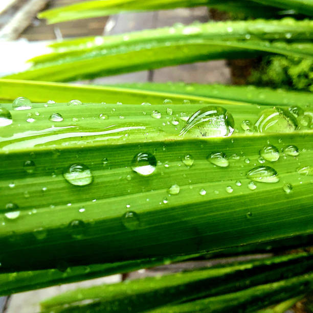 Micro view of droplets of rain water on green leaf and a fly on the wet gree leaf