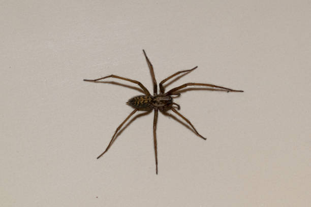 istock Close-up shot of a spider 1329857945