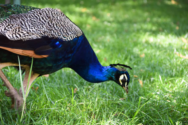 вид павлина сбоку - close up peacock animal head bird стоковые фото и изображения