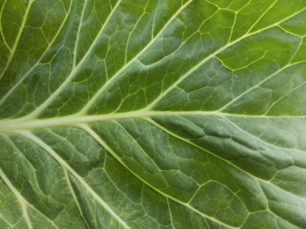 istock Water drops close-up on cabbage leaves 1329859204