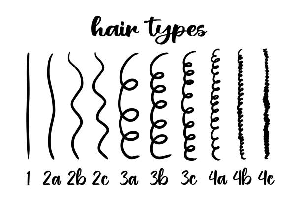 15,239 Hair Type Chart Stock Photos, Pictures & Royalty-Free Images - iStock