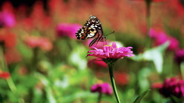 istock Black-brown butterfly close up on a purple flower 1329861141