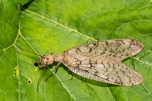 A close up of a Female Eastern Dobsonfly found in New England.