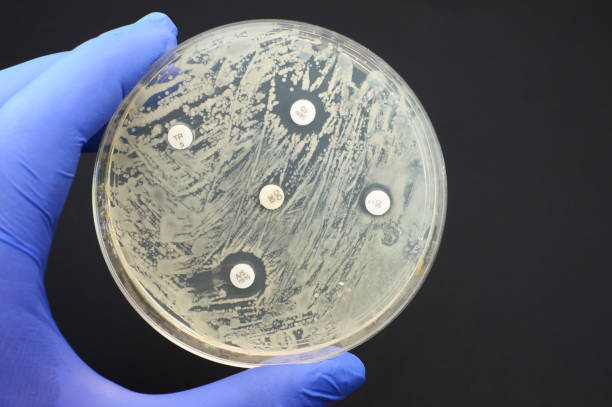 detección de la resistencia a los antimicrobianos mediante la prueba de difusión de kirby bauer - petri dish laboratory bacterium microbiology fotografías e imágenes de stock