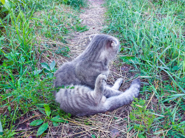 istock Scottish Fold Cat Licking Grooming Himself. Cute Young Tabby Kitten in Summer Grass 1329863531