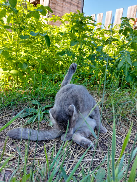 istock Scottish Fold Cat Licking Grooming Himself. Cute Young Tabby Kitten in Summer Grass 1329863541