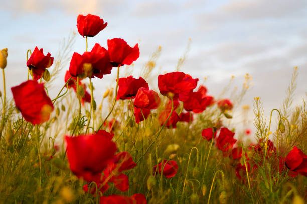 nahaufnahme von roten mohnblumen am feldhimmel im hintergrund - poppy purple flower close up stock-fotos und bilder