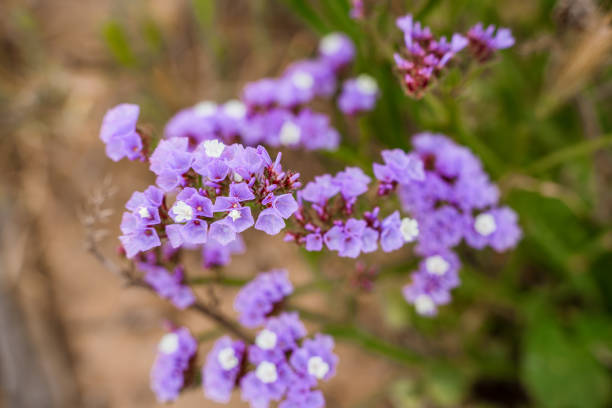 Garden lavender