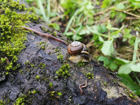 Snail or cochlea and earthworm gliding on wet wooden texture with moss. Macro closeup blurred background. Garden snail with dark shell.