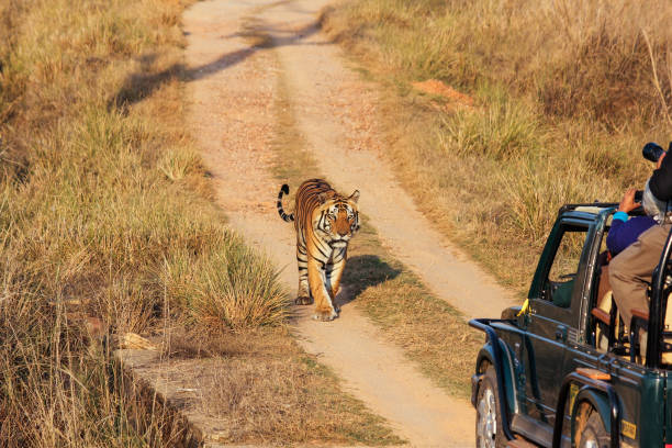 istock A Royal Bengal Tiger walking towards a safari jeep 1329865207