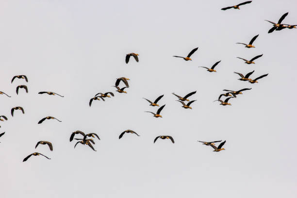 istock A large flock of bar headed geese flying 1329865266