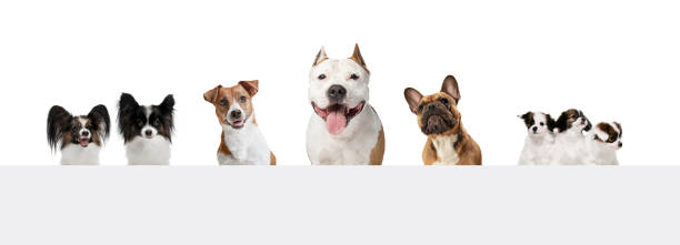 istock Art collage made of funny dogs different breeds posing isolated over white studio background. 1329866464