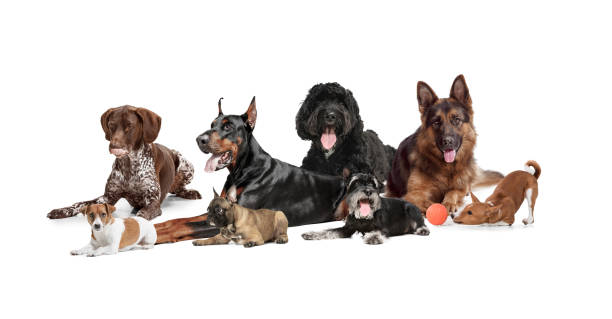 istock Art collage made of funny dogs different breeds posing isolated over white studio background. 1329866470