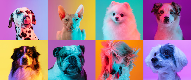 Art collage made of funny dogs different breeds and cat sphinx on multicolored studio background in neon light. Concept of motion, action, pets love, animal life. Look happy, delighted. Flyer.
