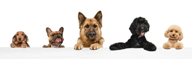 Art collage made of funny dogs different breeds posing isolated over white studio background. Concept of motion, action, pets love, animal life. Look happy, delighted. Copyspace for ad, flyer.