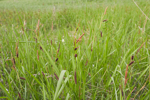 brown inflorescence of Carex flacca grass