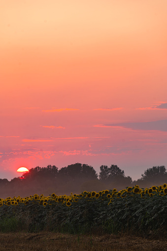 Vibrant sunflower field, in summer in the sunset.