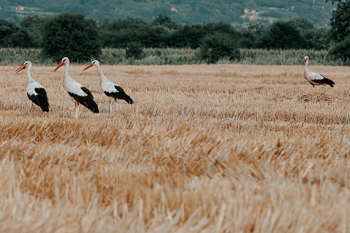 Couple of storks in the field during summer time