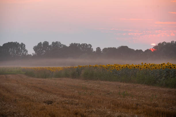 istock Summer landscape: beauty sunset over sunflowers field 1329866881