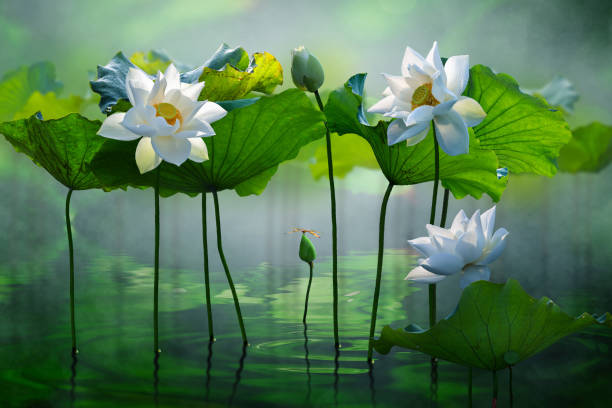 Beautiful white lotus flower in the lake and lotus flower plants, pure white lotus flower. Beautiful white lotus flower in the lake and lotus flower plants, pure white lotus flower. white lotus stock pictures, royalty-free photos & images