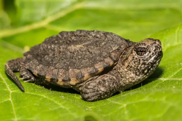 Photo of Common Snapping Turtle (Chelydra serpentina)