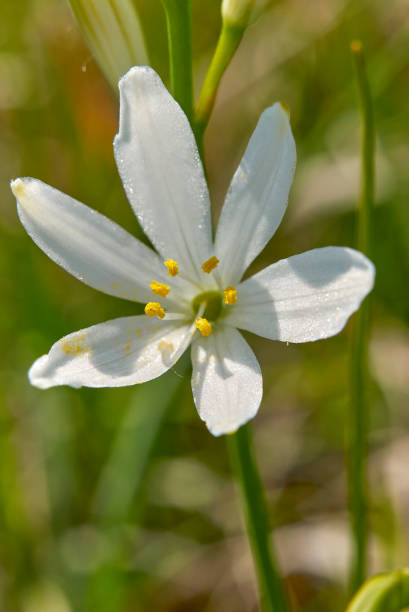 istock Anthericum liliago in bloom 1329868380