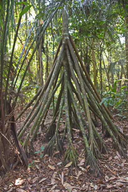 istock Socratea exorrhiza tree (or walking palm or cashapona) in Amazonian Rainforest, Peru 1329869166