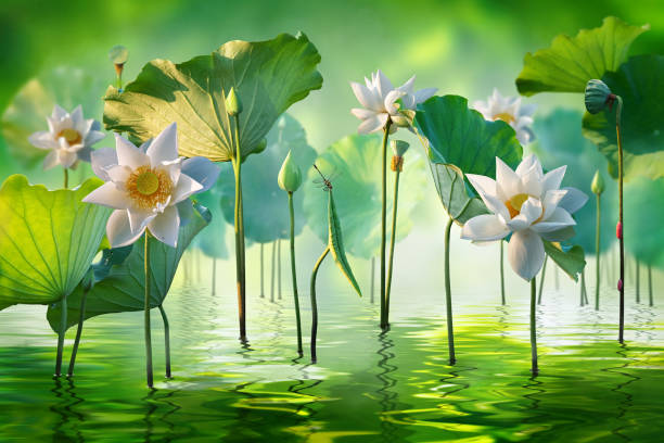 Beautiful white lotus flower in the lake and lotus flower plants, pure white lotus flower. Beautiful white lotus flower in the lake and lotus flower plants, pure white lotus flower. white lotus stock pictures, royalty-free photos & images