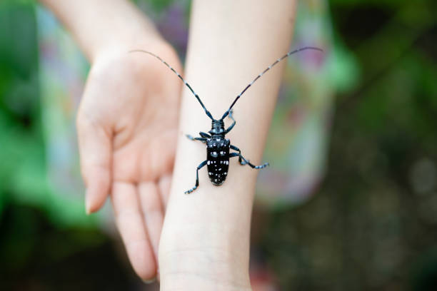 istock Longhorn beetle climbing a child's arm 1329870714