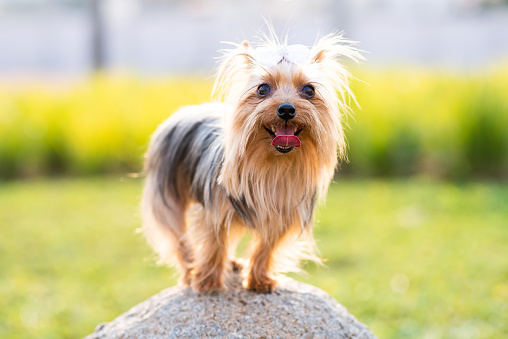 Yorkshire terrier, old dog walks outdoor