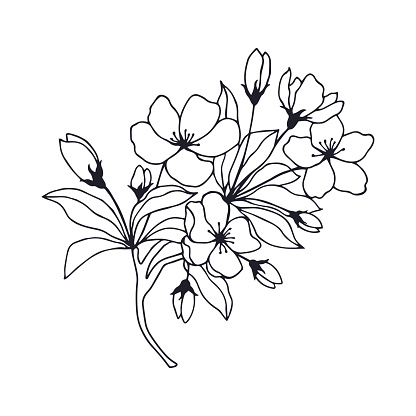 Apple tree branch with flowers, leaves. eps10 vector illustration. hand drawing.