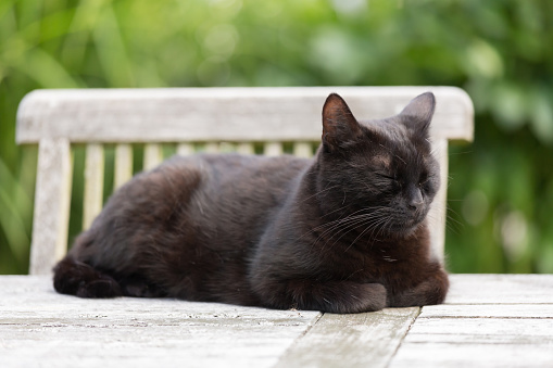 cat enjoying relaxing time on garden table
