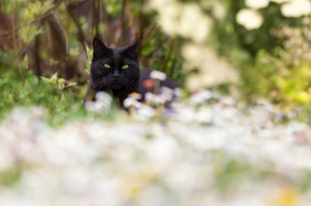 black cat in garden sitting between flowers stock photo