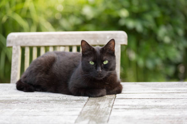 black cat on garden table, green background, closeup