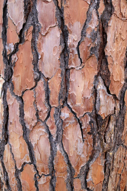 istock texture of orange an brown pine tree trunk with plates 1329873148
