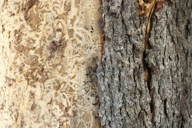 istock tree trunk half bark and half bare skin of the wood 1329873178