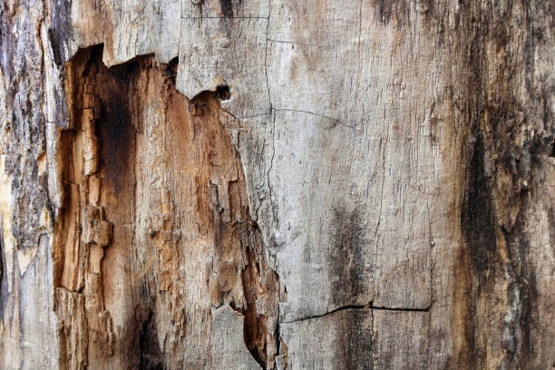 drewniana kora drzewa gładka tekstura z otworem w środku - tree hole bark brown zdjęcia i obrazy z banku zdjęć