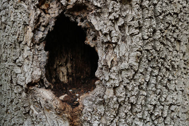 istock Wooden tree bark texture background with a hole in the center 1329873195