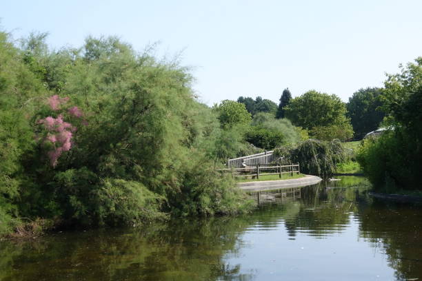 istock Pond bordered by Tamarisk trees in a public park  Summer season 1329873687