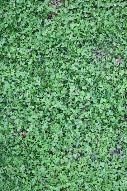 istock Green grass texture surface covering the ground of a park 1329873710