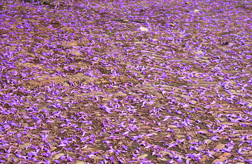 purple and violet petals of tree flowers of jacaranda on the ground surface in spring - background wallpaper