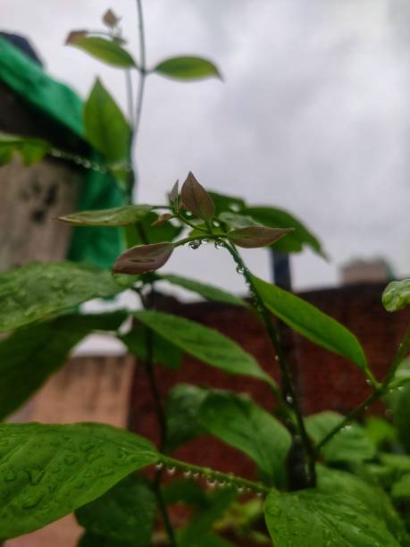istock Beal Patra New Leaves 1329873901