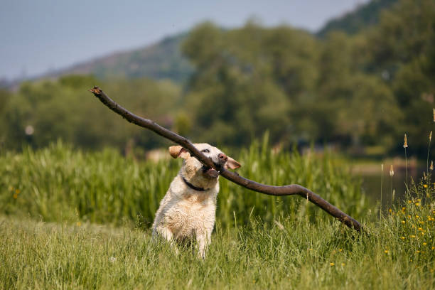 Happy dog playing on meadow. Funny labrador retriever runnig with long stick in mouth during sunny day.\