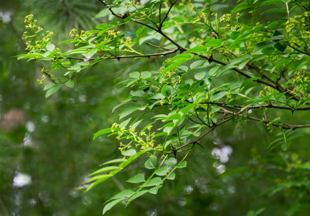 istock Green flowers of Zanthoxylum americanum, Prickly ash ( Sichuan pepper) a spiny tree with prickly branches. Close-up of zanthoxylum blooming in natural sunlight. Nature concept for design. 1329875329